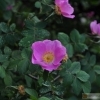 Rosa jundzillii -- Rauhblättrige Rose